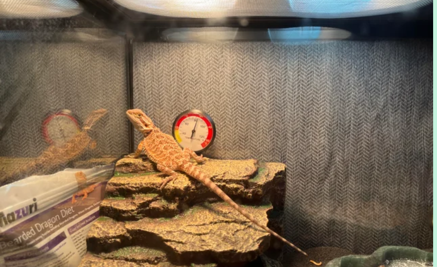 Evaluating The Zoomed LF25 For Bearded Dragon Tanks